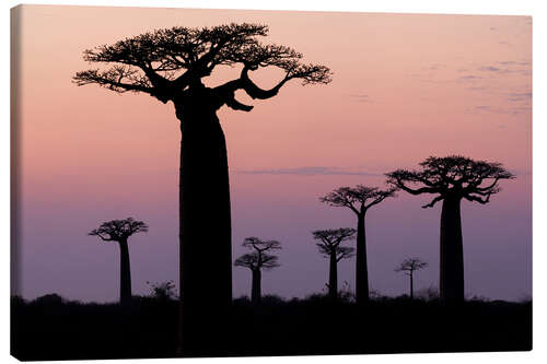 Tableau sur toile Baobab le soir