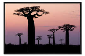 Gerahmter Kunstdruck Baobab am Abend