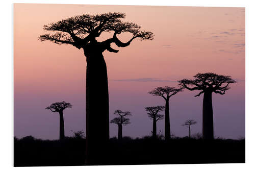 Foam board print Baobab in the evening