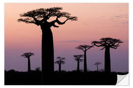 Wall sticker Baobab in the evening