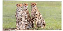 Akryylilasitaulu Three concentrated cheetahs