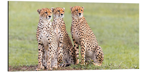 Aluminium print Three concentrated cheetahs