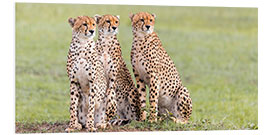 Foam board print Three concentrated cheetahs