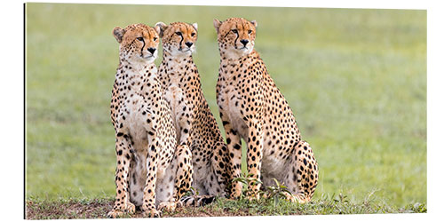 Gallery print Three concentrated cheetahs