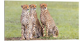 Gallery print Three concentrated cheetahs