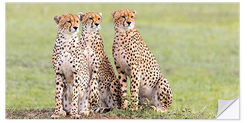 Selvklebende plakat Three concentrated cheetahs