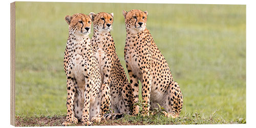 Hout print Three concentrated cheetahs