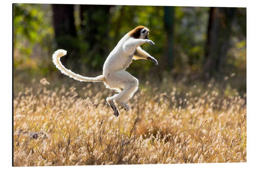 Aluminium print Sifaka dances from place to place