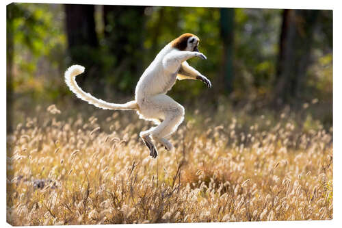 Canvas print Sifaka dances from place to place