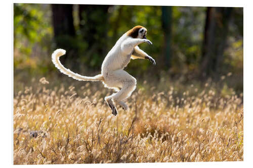 Tableau en PVC Sifaka dansant dans l'herbe