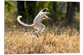 Gallery print Sifaka dances from place to place