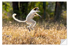 Selvklebende plakat Sifaka dances from place to place