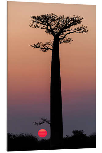 Aluminiumtavla Baobab trees in the morning sky