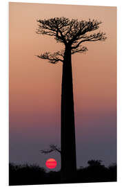 Foam board print Baobab trees in the morning sky