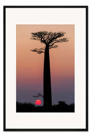 Gerahmter Kunstdruck Affenbrotbäume vorm Morgenhimmel