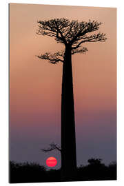 Galleriprint Baobab trees in the morning sky