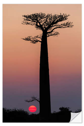 Wall sticker Baobab trees in the morning sky