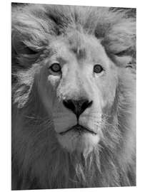 Foam board print Lion Portrait