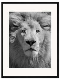 Gerahmter Kunstdruck Löwenporträt