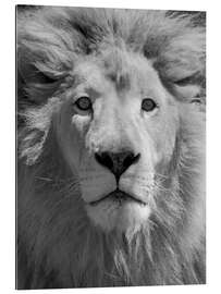 Tableau en plexi-alu Portrait de lion