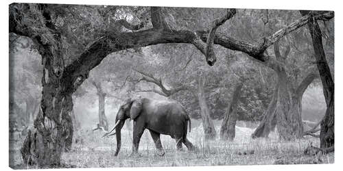 Canvas-taulu Elephant between trees