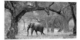 Foam board print Elephant between trees