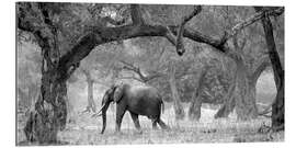 Tableau en plexi-alu Éléphant entre les arbres