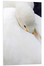 PVC print Sleeping whooper swan