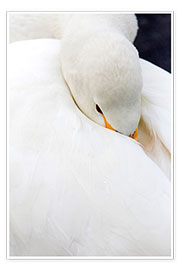 Plakat Sleeping whooper swan