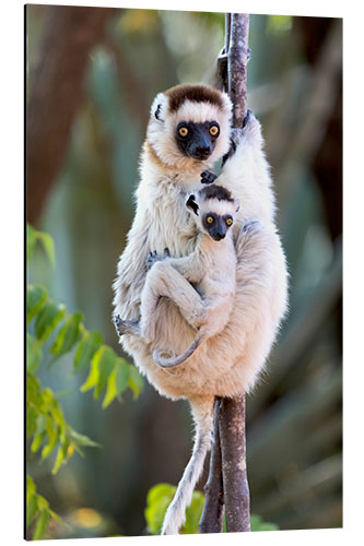 Aluminium print Sifaka with her baby