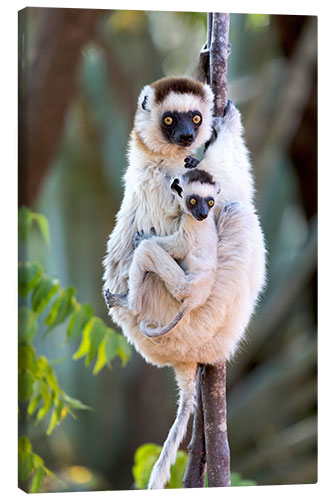 Canvas print Sifaka with her baby