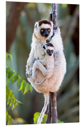 Foam board print Sifaka with her baby