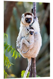 Tableau en PVC Sifaka avec son bébé