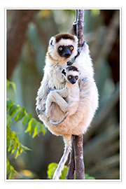 Wall print  Sifaka with her baby - Ellen B. Goff