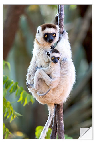 Vinilo para la pared Sifaka con su bebé