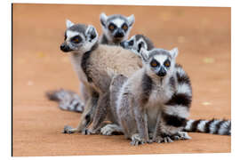 Aluminium print Lemurs are warming up