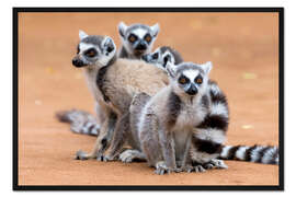 Gerahmter Kunstdruck Lemuren wärmen sich