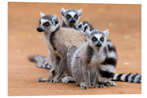 Foam board print Lemurs are warming up