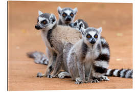 Gallery print Lemurs are warming up