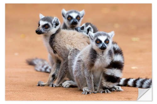 Naklejka na ścianę Lemurs are warming up