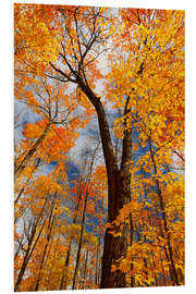 Foam board print Sugar maple trees in autumn