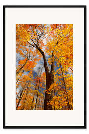 Gerahmter Kunstdruck Zuckerahornbäume im Herbst