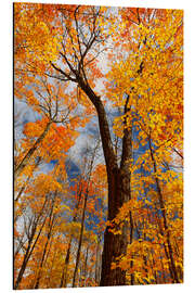 Magnettafel Zuckerahornbäume im Herbst