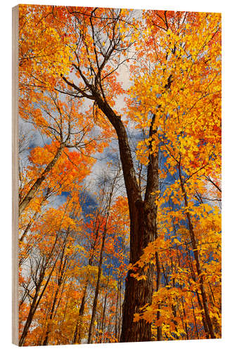 Holzbild Zuckerahornbäume im Herbst