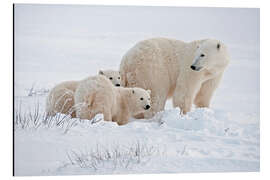 Aluminium print Polar bear mother and cubs