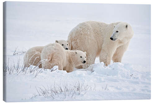 Lærredsbillede Polar bear mother and cubs