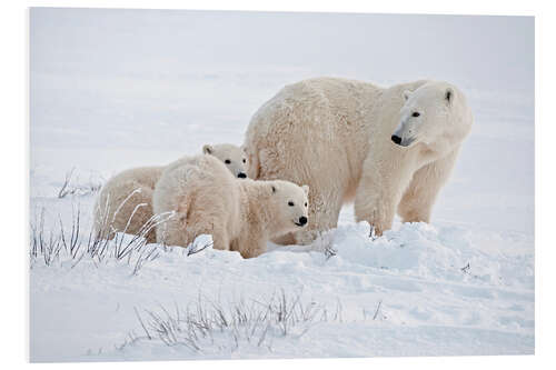 Foam board print Polar bear mother and cubs