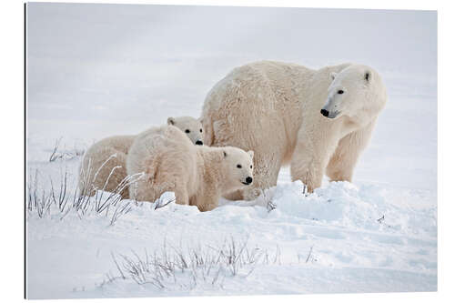 Galleriprint Polar bear mother and cubs