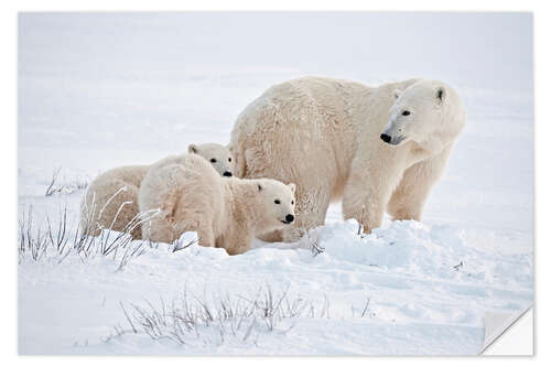 Selvklebende plakat Polar bear mother and cubs