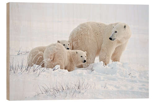 Wood print Polar bear mother and cubs